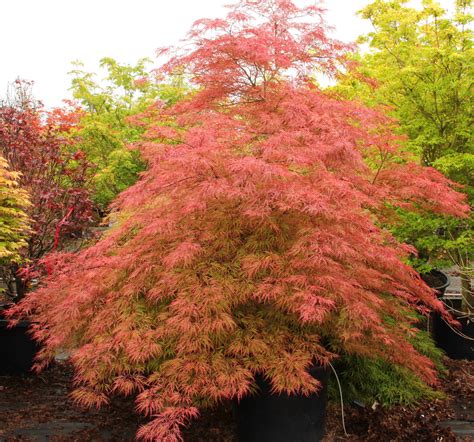 Acer palmatum 'Baldsmith' Japanese Maple | Conifer Kingdom