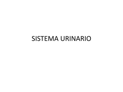 Sistema Urinario Jennifer Nayely UDocz