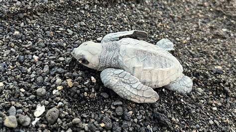 Sea Turtle Hatchling Release Youtube