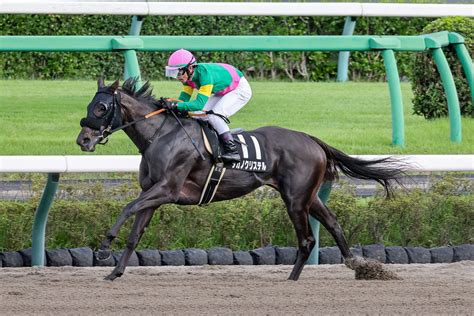 【大阪本紙・弘中の土曜京都11r】 日刊ゲンダイ競馬