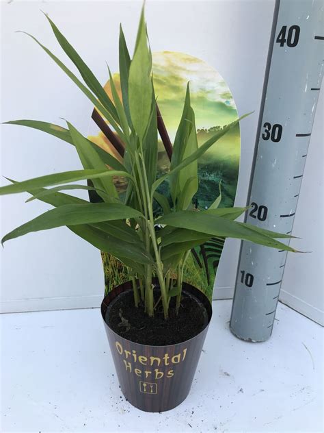 Alpinia Galanga — Plant Wholesale Floraccess