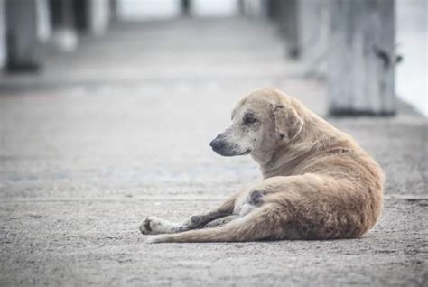 Animais de rua como ajudar além da adoção Petz