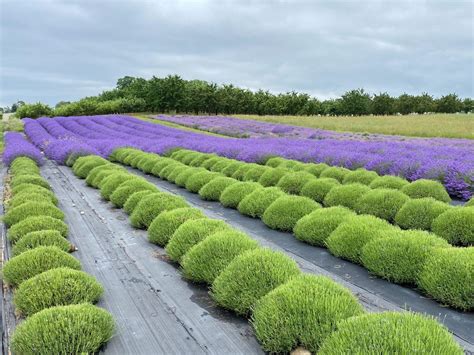 17 Amazing Lavender Farms in Michigan You Must Visit This Summer