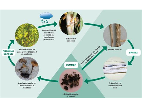 Managing Sclerotinia Stem Rot In Canola Department Of Agriculture And