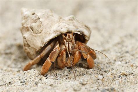 Molting Hermit Crabs: Advice on Care