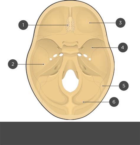 Cranial Floor Anatomy