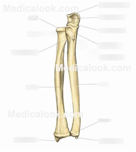 Lab 11 The Appendicular System Radius Ulna Diagram Quizlet