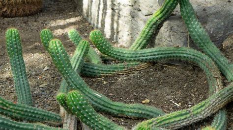 How To Grow And Care For San Pedro Cactus Complete Guide