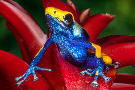 Poison dart frog - Jim Zuckerman photography & photo tours