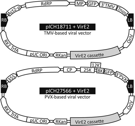 Tobacco Mosaic Virus Tmv And Potato Virus X Pvx Based Vectors Download Scientific Diagram