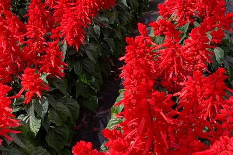 Salvia Splendens Red Hill Muller Seeds