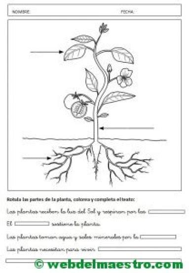 Partes De Una Planta Para Niños De Primaria Web Del Maestro