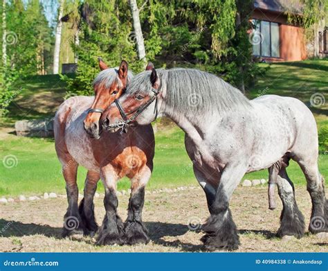 Stute Und Hengst Von Brabant Zucht Stockfoto Bild 40984338