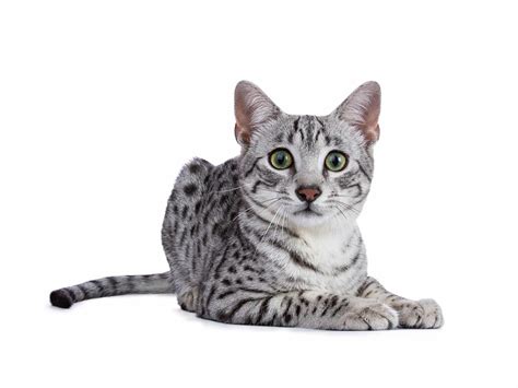 Ancient Cat Breeds That Are Still Here Today – Pet News Live