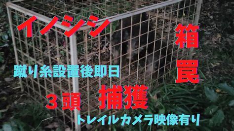 イノシシ 箱罠にて3頭捕獲 トレイルカメラ映像有り Youtube