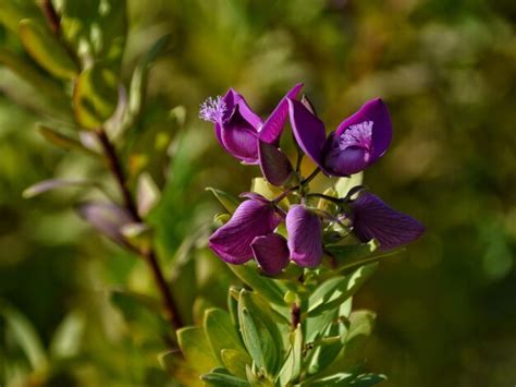 Polygala Myrtifolia Planta Con Flores Originaria De Sud Frica Foto