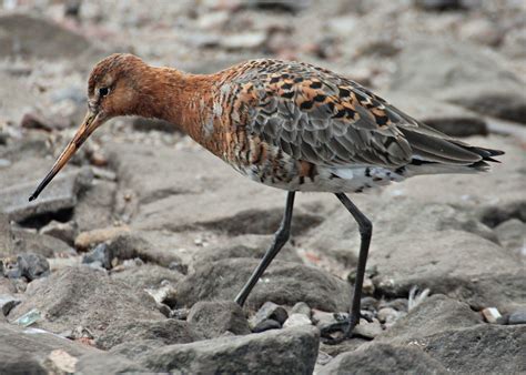 Black Tailed Godwit Limosa Limosa Martin Mere Wwt Colin Gould