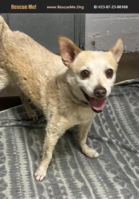 Adopt Chihuahua Rescue Casa Grande Az