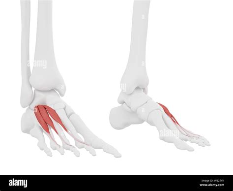 Extensor digitorum brevis hi-res stock photography and images - Alamy