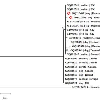 FIGURE Phylogenetic Tree Constructed By Maximum Likelihood Method And