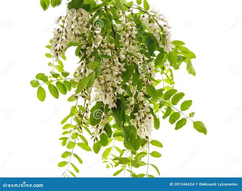 Blossoming Acacia With Leafs Isolated On White Background Acacia