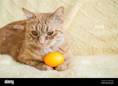 funny fat ginger cat holding orange painted eggs for easter Stock Photo - Alamy