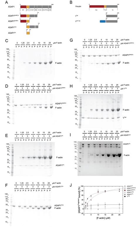 The ASAP1 N Bar Domain Directly Binds To F Actin A Domain