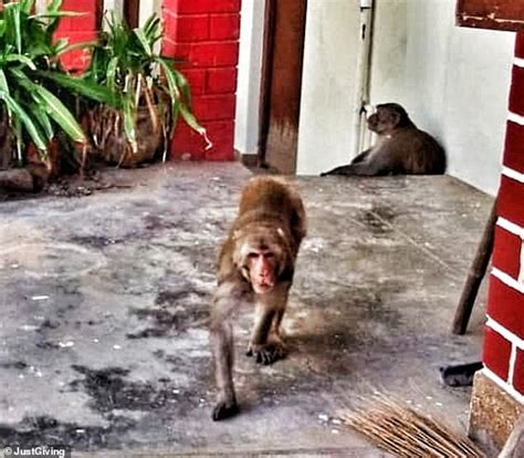 Marauding Gangs Of Monkeys Are Taking Over An Indian Monastery As