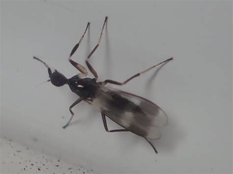 Diptera Info Discussion Forum Hybotidae Tachydromia