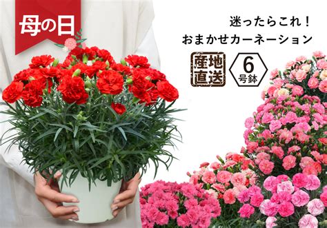 母の日 プレゼント 鉢植え ギフト 母の日ギフト 母の日の花 母の日 2023 花 母の日 カーネーション 大きな6号鉢 7色 母の日カーネーションの鉢植えギフト 30色から選べます