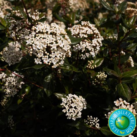 Laurier Tin Viburnum Tinus Lucidum