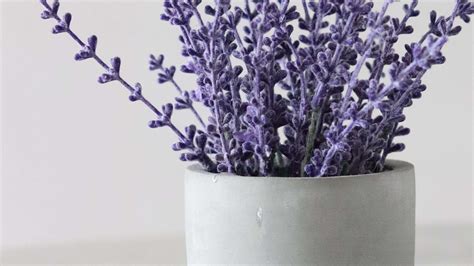 Piantare La Lavanda Il Momento Giusto Per Una Fioritura Esplosiva