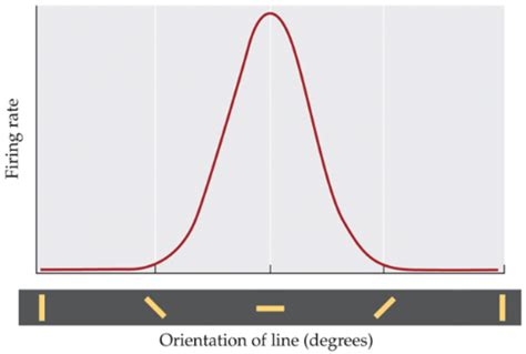 solved  graph  shows  orientation tuning curve cheggcom