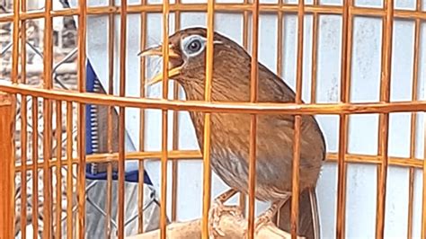 Burung Hwamei Wambi Gacor Istimewa Emosi Tinggi Full Isian Kicauan