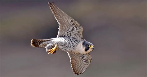 Peregrine Falcon Hunting Technique