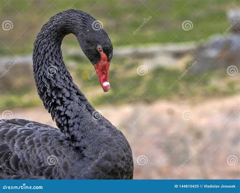 Portrait De Cygne Noir Australien Atratus De Cygnus Image Stock