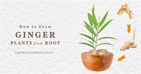 How To Sprout Ginger Root Indoor Growing Tips Empress Of Dirt