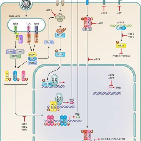 Schematic Illustration Of Multiple Immunomodulatory Functions Of Kshv Download Scientific