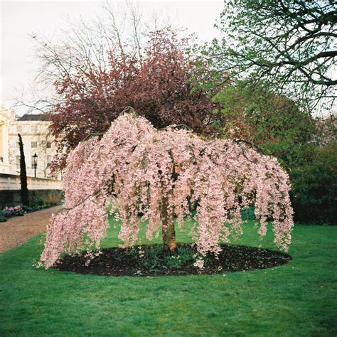 5 Dwarf Weeping Peach Cherry Tree Seeds Flowering Japanse Ornimental