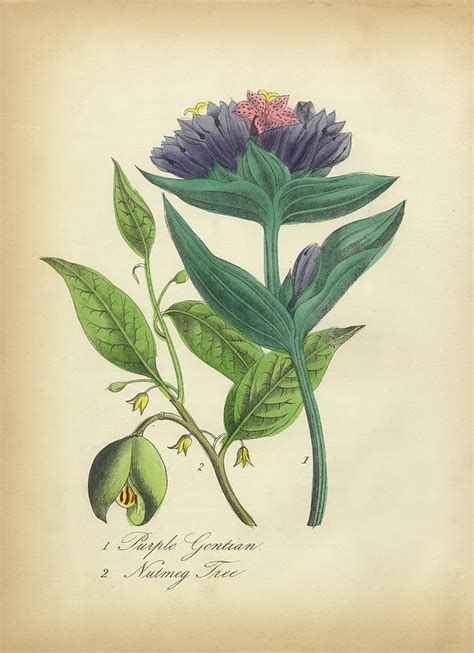 Victorian Botanical Illustration Of Purple Gentian And Nutmeg Tree