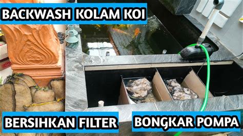 BACKWASH KURAS KOLAM KOI DAN BERSIHKAN FILTER YouTube