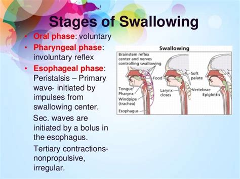 Diagram Diagrams Of The Stages Of Swallow Mydiagramonline