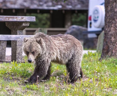 Man In Underwear Scares Grizzly Bear Away After Pregnant Goat Goes