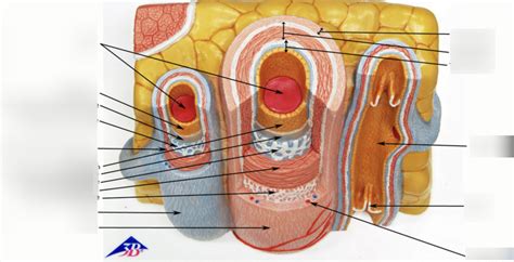 VESSEL HISTOLOGY Diagram Quizlet