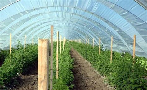 Polyhouse Farming Top Commercial Crops To Grow In India Farmspot