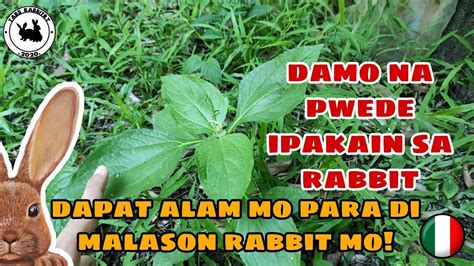 DAMO NA PAGKAIN NG RABBIT Mga Damong Pagkain Ng Rabbit What Type Of