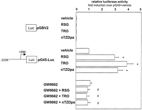 Regulation Of The Growth Arrest And Dna Damage Inducible Gene