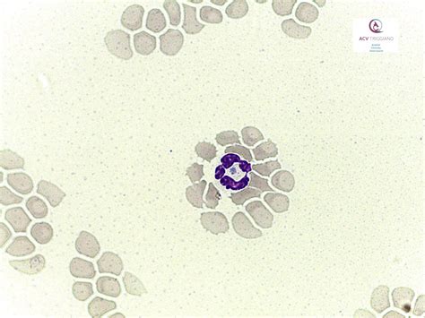 Veterinary Cytologyhaematology Atlas Veterinary Cytology