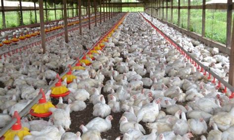 Ppa Fears Poultry Sector Crisis Amid Major Dip In Demand Profit By