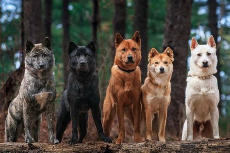 Корейские породы собак: список с названиями, описаниями и фото
